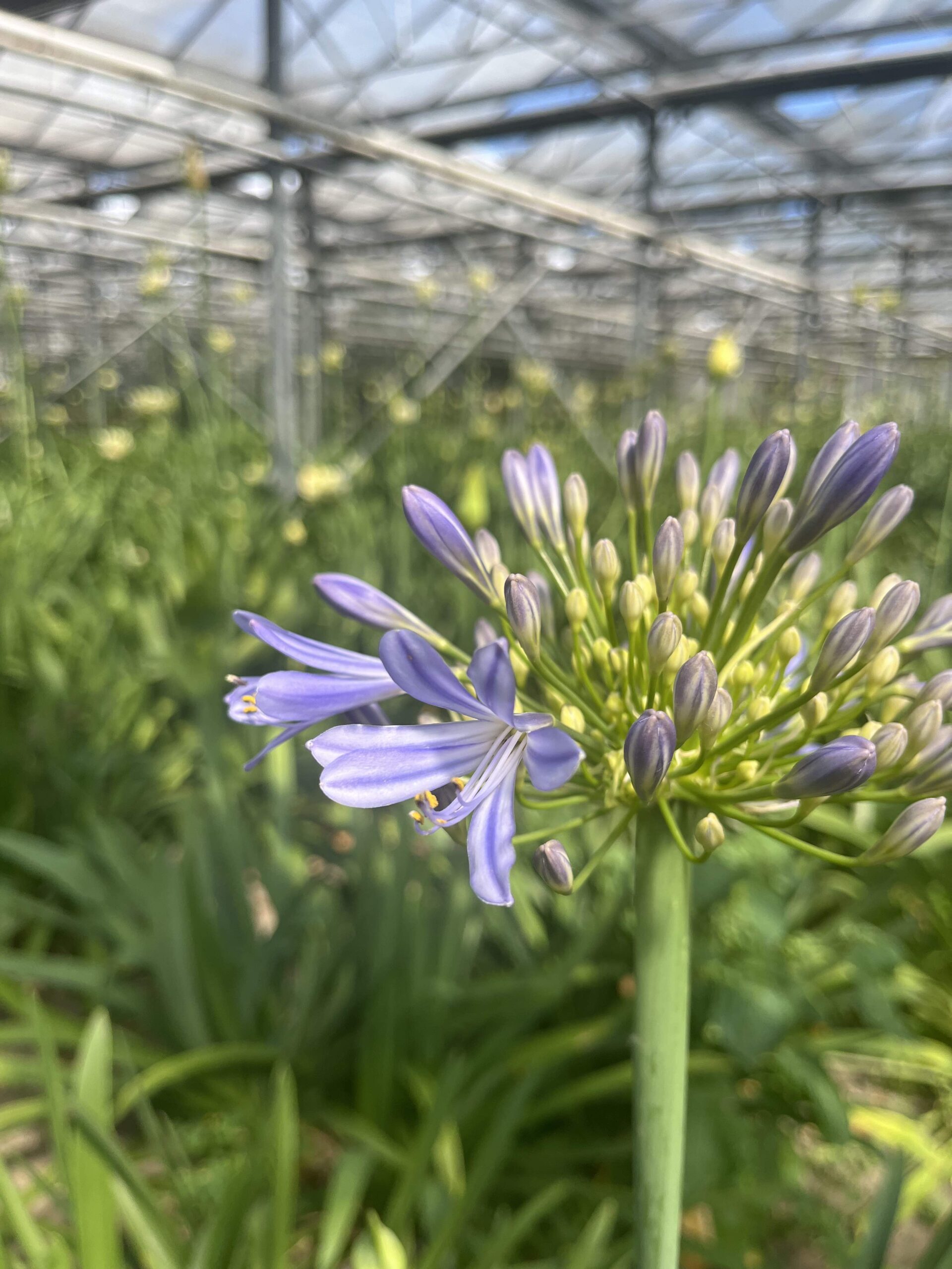 Agapanthus - bundel